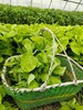 苋菜 商品缩略图2