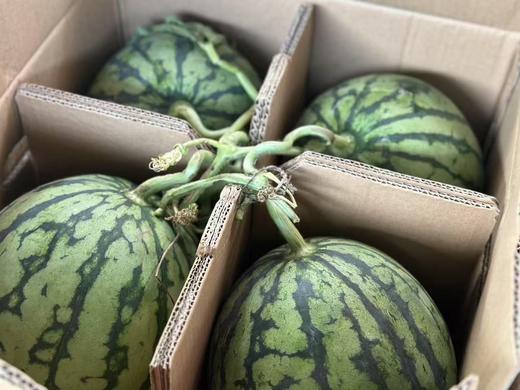 冰糖麒麟瓜 7-8斤/个 商品图4