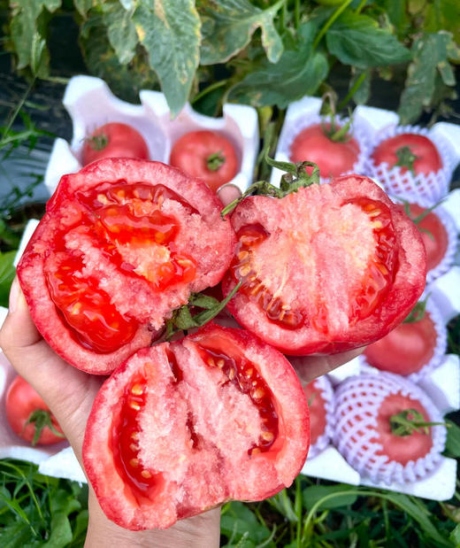 【产地直采】9.9元4斤 普罗旺斯西红柿 商品图3