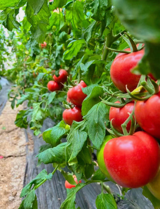 【产地直采】9.9元4斤 普罗旺斯西红柿 商品图4