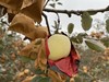 【奶油苹果】第⑨季  天生土豪金👏，果香脆甜多汁品质优秀  不打蜡 ⭕不施农药 ⭕自然生长⭕ 比红富士晚熟一个月，口感更佳 自带奶油香气，果肉绵密香脆 一口咬下去，还有淡淡的奶油香气。 商品缩略图4