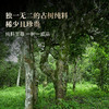 【瑶族秘境单株】易武茶区头春头采单株古茶，易武中枢古寨春独享高杆古茶性价比之巅357克/饼拍5发6拍20发25 商品缩略图4