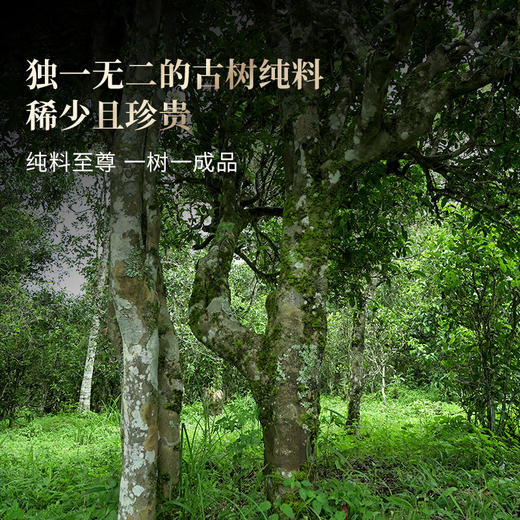 【瑶族秘境单株】易武茶区头春头采单株古茶，易武中枢古寨春独享高杆古茶性价比之巅357克/饼拍5发6拍20发25 商品图4