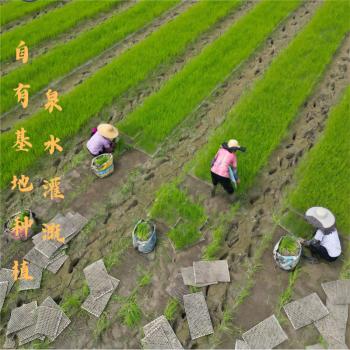 罗浮山 罗浮追梦甄选象牙粘1斤  地标产品  猫牙米 籼米  油粘米 /粮油调味 /米 /油粘米 商品图3