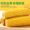 灶小美 [内蒙古产地]金丝黄糯玉米棒10根4斤 加热即食粗粮 源头直发包邮 /粮油调味 /杂粮 /谷米类 商品缩略图1