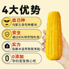 灶小美 [内蒙古产地]金丝黄糯玉米棒10根4斤 加热即食粗粮 源头直发包邮 /粮油调味 /杂粮 /谷米类 商品缩略图3