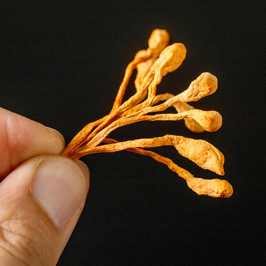 广东潮州紫云仓虫草花250g/袋 商品图2