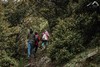 野生羊肚菌|深山采集|阿坝小金顺丰空运 商品缩略图10