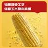 十月稻田 五常黄糯玉米 3.52斤(220g*8根) 东北玉米棒 早餐 杂粮礼盒 /粮油调味 /杂粮 /谷米类 商品缩略图2