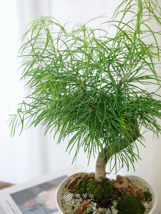 金钱松 商品图1