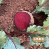 生态甜菜根（火焰菜）2斤/5斤 | 合作农友生产，产自云南昆明，生产者：王建钧 *【公平贸易农人定价】 商品缩略图9
