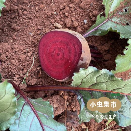生态甜菜根（火焰菜）2斤/5斤 | 合作农友生产，产自云南昆明，生产者：王建钧 *【公平贸易农人定价】 商品图9