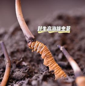 【斌哥优选】西藏昌都鲜虫草。全部精挑，不做通货！只售野生草。高海拔冬虫夏草，营养价值更高，活性成分更好。顺丰空运冷链。