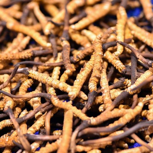 【斌哥优选】西藏昌都鲜虫草。全部精挑，不做通货！只售野生草。高海拔冬虫夏草，营养价值更高，活性成分更好。顺丰空运冷链。 商品图1