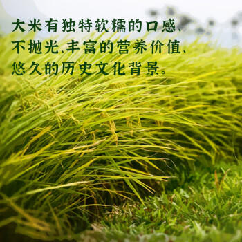 顶醇2025新米松江绿色大米 5kg  10斤圆粒米 软糯香米 当季大米 晚稻  /粮油调味 /米 /其他大米 商品图3