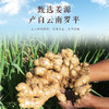 九蒸九晒小黄姜粉 浓缩8斤鲜姜≈1斤粉 古法炮制350目粉质细腻 独立包装  6克*50包 商品缩略图1