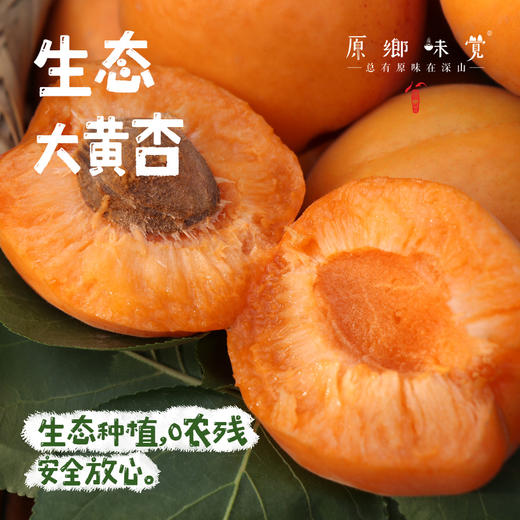 生态大黄杏（基地直发-顺丰包邮）｜4.5斤/箱，来自山西运城，生产者：蒲韩新青年公社【合作生产，公平贸易】 商品图0