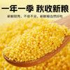 赤川 敖汉有机黄小米50g*21袋 金苗K1（内蒙古赤峰小米粥杂粮粥） /粮油调味 /杂粮 /谷米类 商品缩略图4