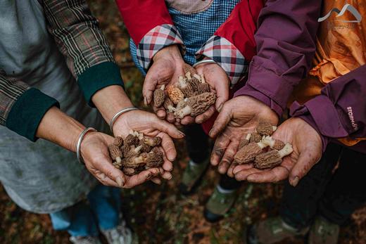 野生羊肚菌|深山采集|阿坝小金顺丰空运 商品图6