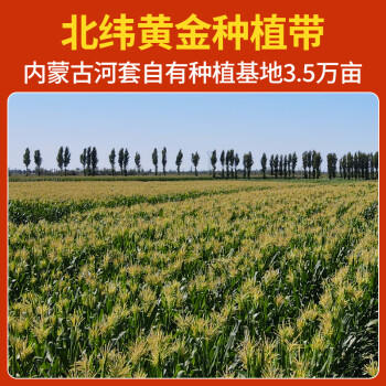 灶小美 [内蒙古产地]金丝黄糯玉米棒10根4斤 加热即食粗粮 源头直发包邮 /粮油调味 /杂粮 /谷米类 商品图0