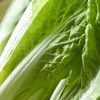 放心杭白菜 约300g/袋 安全安心可追溯 伊藤自有品牌 商品缩略图3