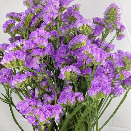 新鲜鲜花 勿忘我 鲜切花 粉色/紫色  1把（可备注送货时间） 商品图3