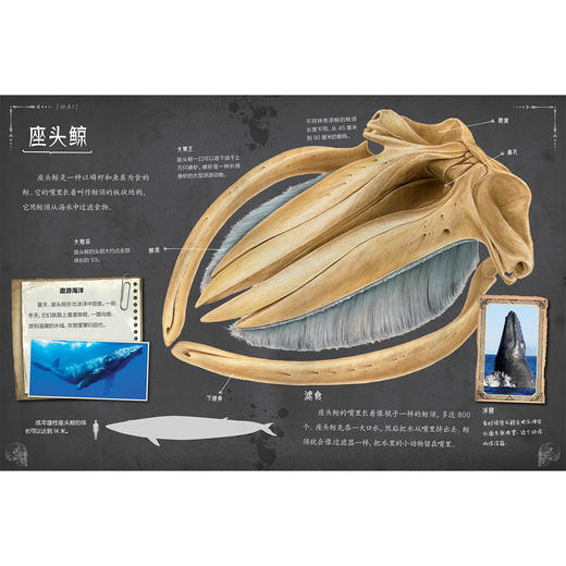 《惊人的骨头》（全3册）：《惊人的骨头：消失的恐龙》《惊人的骨头：动物世界》《惊人的骨头：头骨之谜》 商品图8