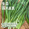 生态露天韭菜（农场直发-顺丰包邮）| 2斤/箱，成都郫都区基地，【原乡农场，自产自销】 商品缩略图0