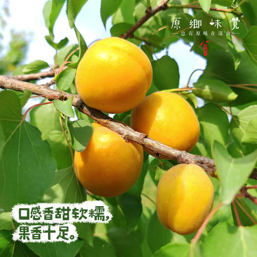 生态大黄杏（基地直发-顺丰包邮）｜4.5斤/箱，来自山西运城，生产者：蒲韩新青年公社【合作生产，公平贸易】 商品图1