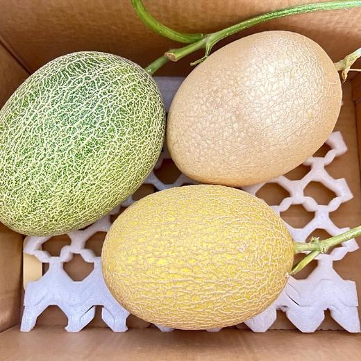 新疆哈密瓜 西州蜜  脆甜多汁 商品图10