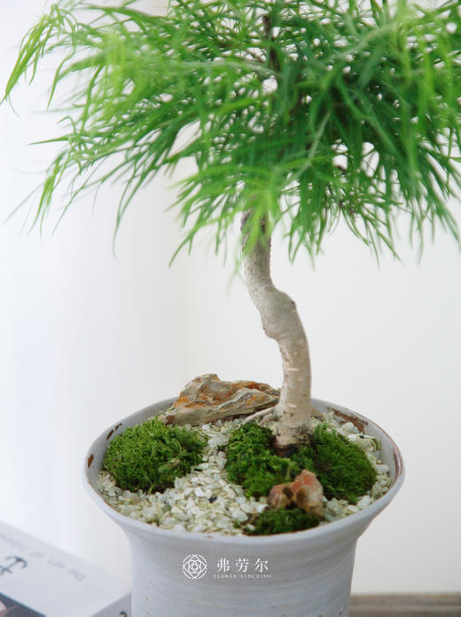 金钱松 商品图1