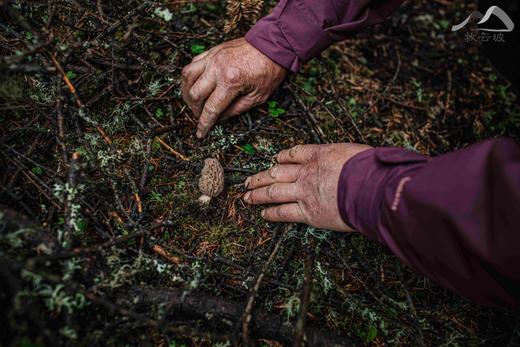 野生羊肚菌|深山采集|阿坝小金顺丰空运 商品图7