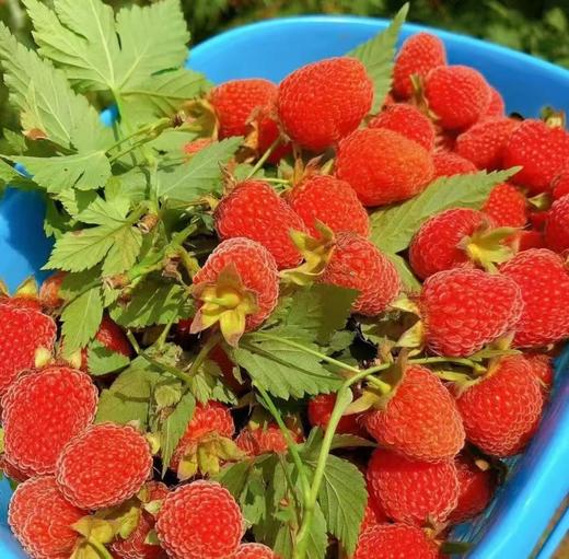 野生覆盆子 商品图0