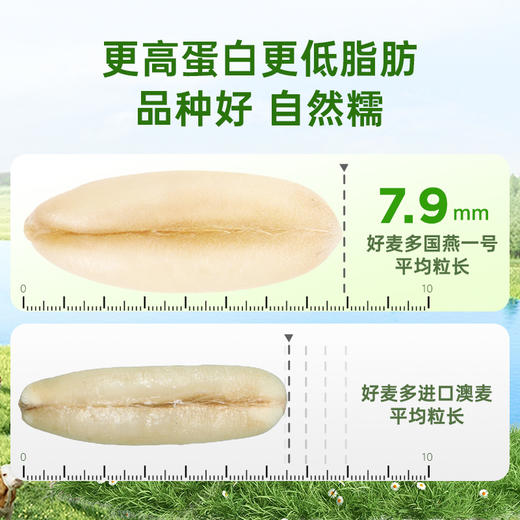 【富营养高端礼盒】好麦多国燕一号富营养*有机礼1200g礼盒 商品图3