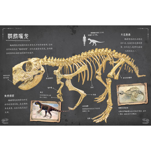 《惊人的骨头》（全3册）：《惊人的骨头：消失的恐龙》《惊人的骨头：动物世界》《惊人的骨头：头骨之谜》 商品图4