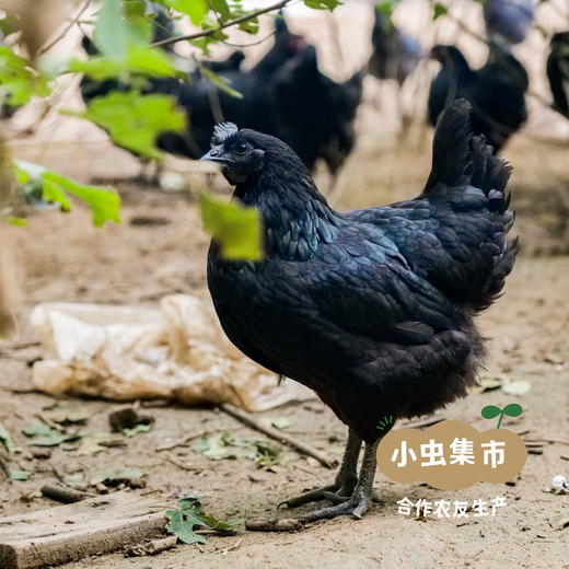 【发货较慢，不接急单】沃野青青生态土鸡蛋 30枚/箱 | 合作农友生产，来自陕西咸阳，生产者：郑力行 *【公平贸易农人定价】 商品图14