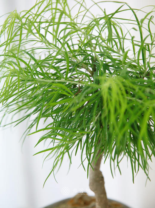 金钱松 商品图2