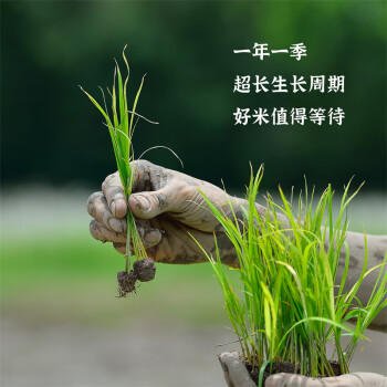 盘锦大米蟹田大米圆粒香米 东北大米5斤*3/15斤组合装 /粮油调味 /米 /珍珠米 商品图6