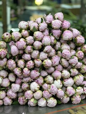 【方友推荐】芍药实拍日记