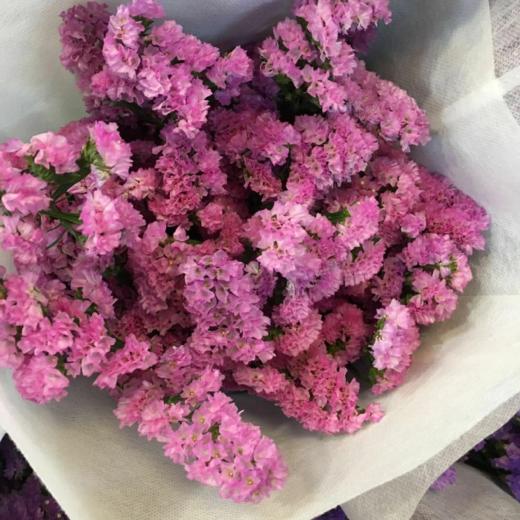新鲜鲜花 勿忘我 鲜切花 粉色/紫色  1把（可备注送货时间） 商品图1
