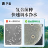 华畜 枯草芽孢（嗜冷型）分解有机物 抑制有害藻 净水调水 降低氨氮 商品缩略图2