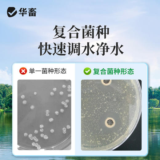 华畜 枯草芽孢（嗜冷型）分解有机物 抑制有害藻 净水调水 降低氨氮 商品图2
