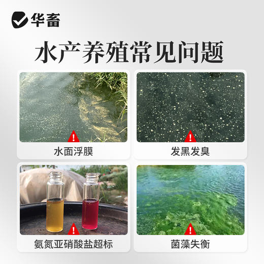 华畜 枯草芽孢（嗜冷型）分解有机物 抑制有害藻 净水调水 降低氨氮 商品图1