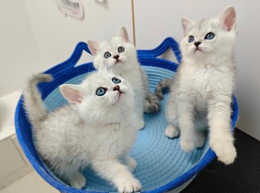 银渐层幼猫 商品图0