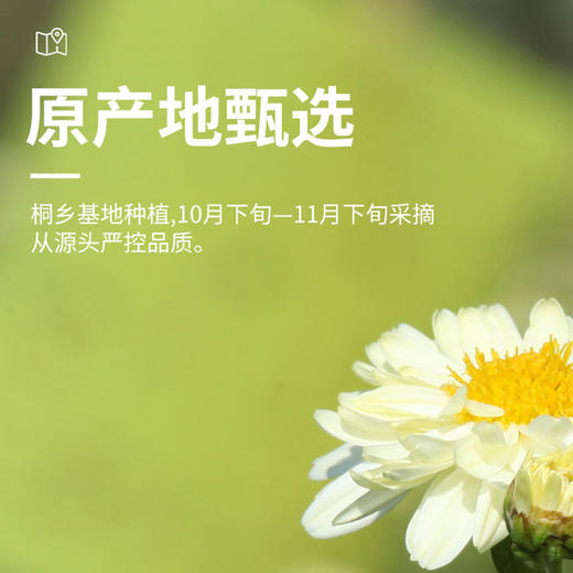 【杭白菊】卢正浩杭白菊桐乡之乡特级杭白菊菊花150g盒装 商品图1