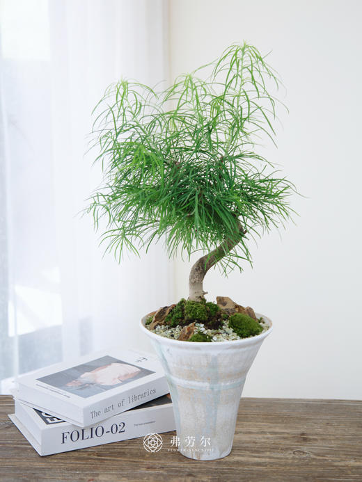 金钱松 商品图0