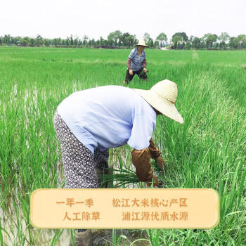 顶醇2025新米松江绿色大米 5kg  10斤圆粒米 软糯香米 当季大米 晚稻  /粮油调味 /米 /其他大米 商品图0