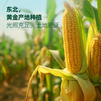 锐宝丰 非转基因冷榨玉米油1.8L  保留胚芽营养  健康食用油 /粮油调味 /食用油 /玉米油 商品图7