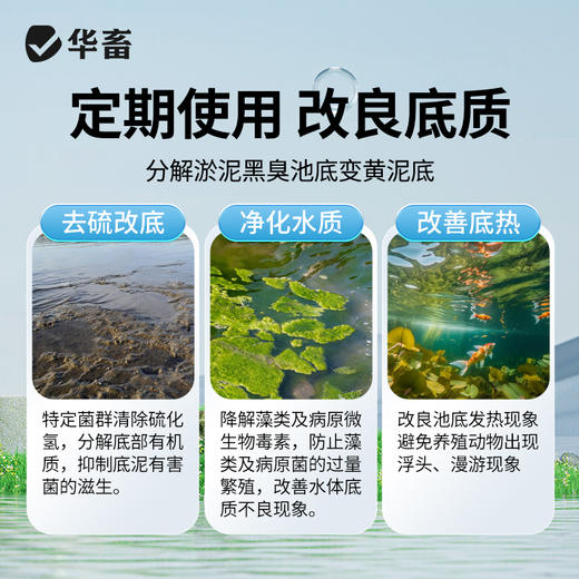 华畜生物底改三色颗粒20斤干撒50亩 三种菌 菌酶结合分解能力更强 商品图3