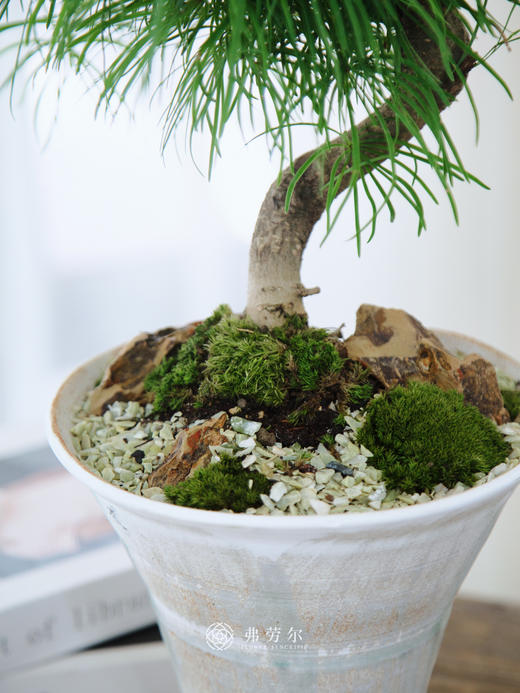 金钱松 商品图2